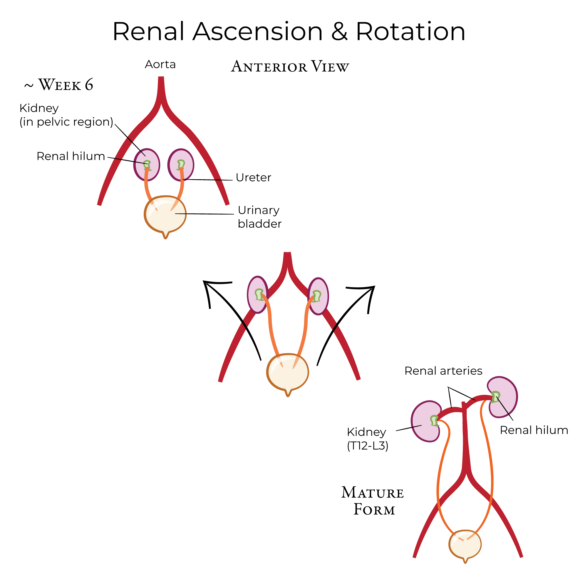 Renal Ascension & Rotation