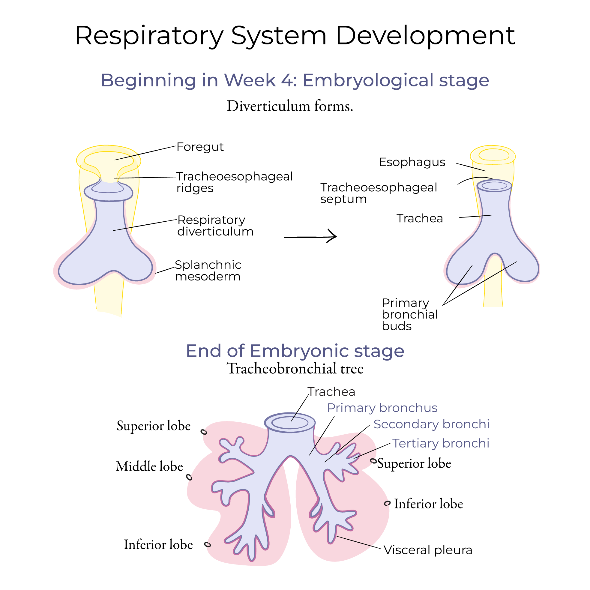 Respiratory System Development