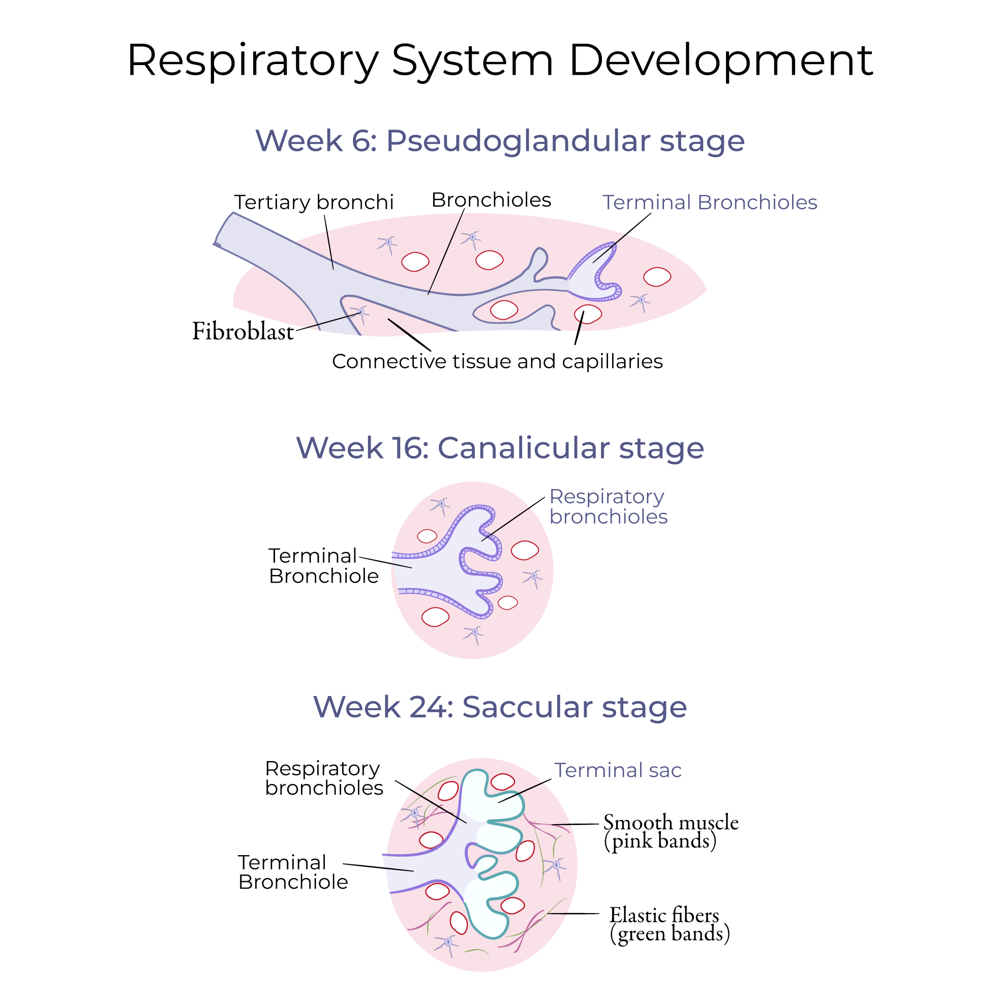 Respiratory System Development