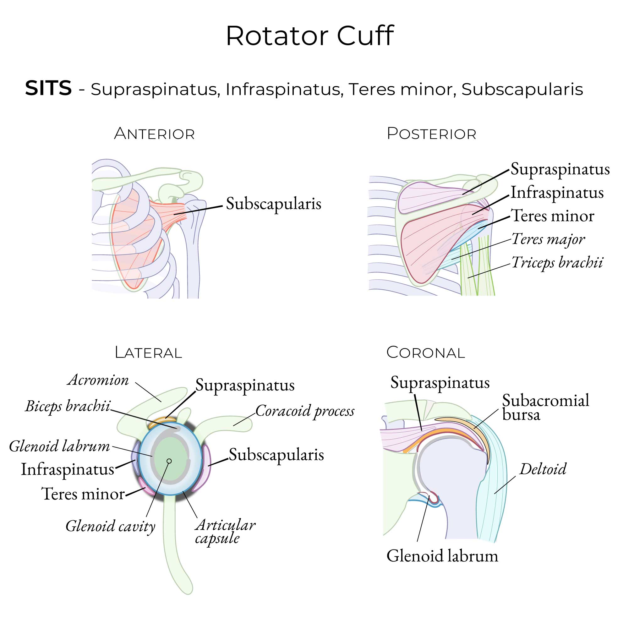 Rotator Cuff Injury