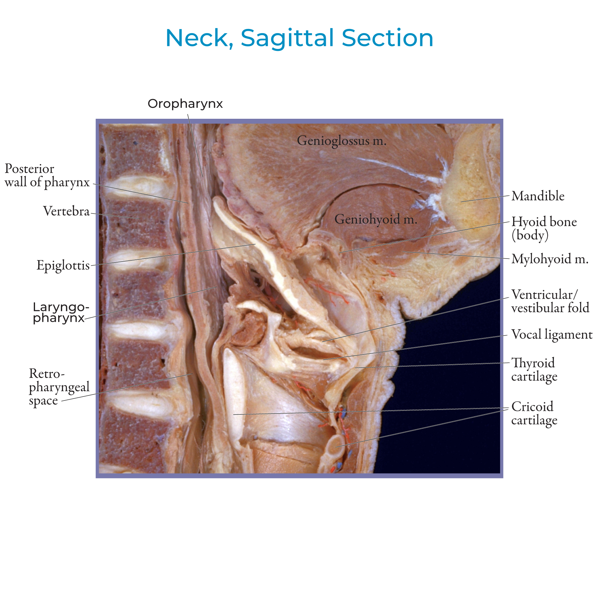 Pharyngeal Mucosa