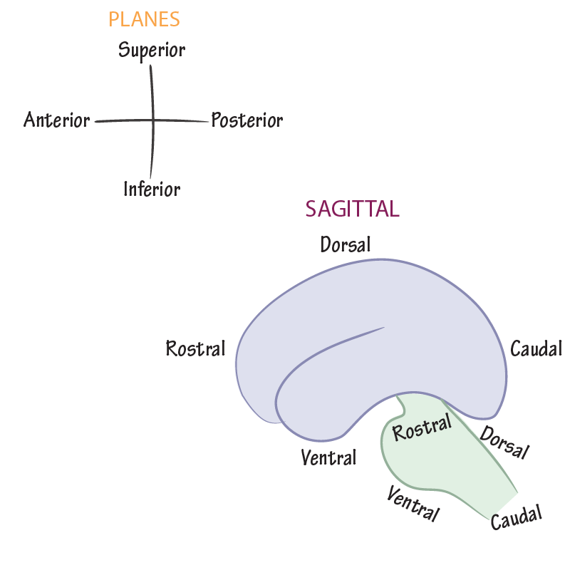 Orientational Terminology in Neuroanatomy