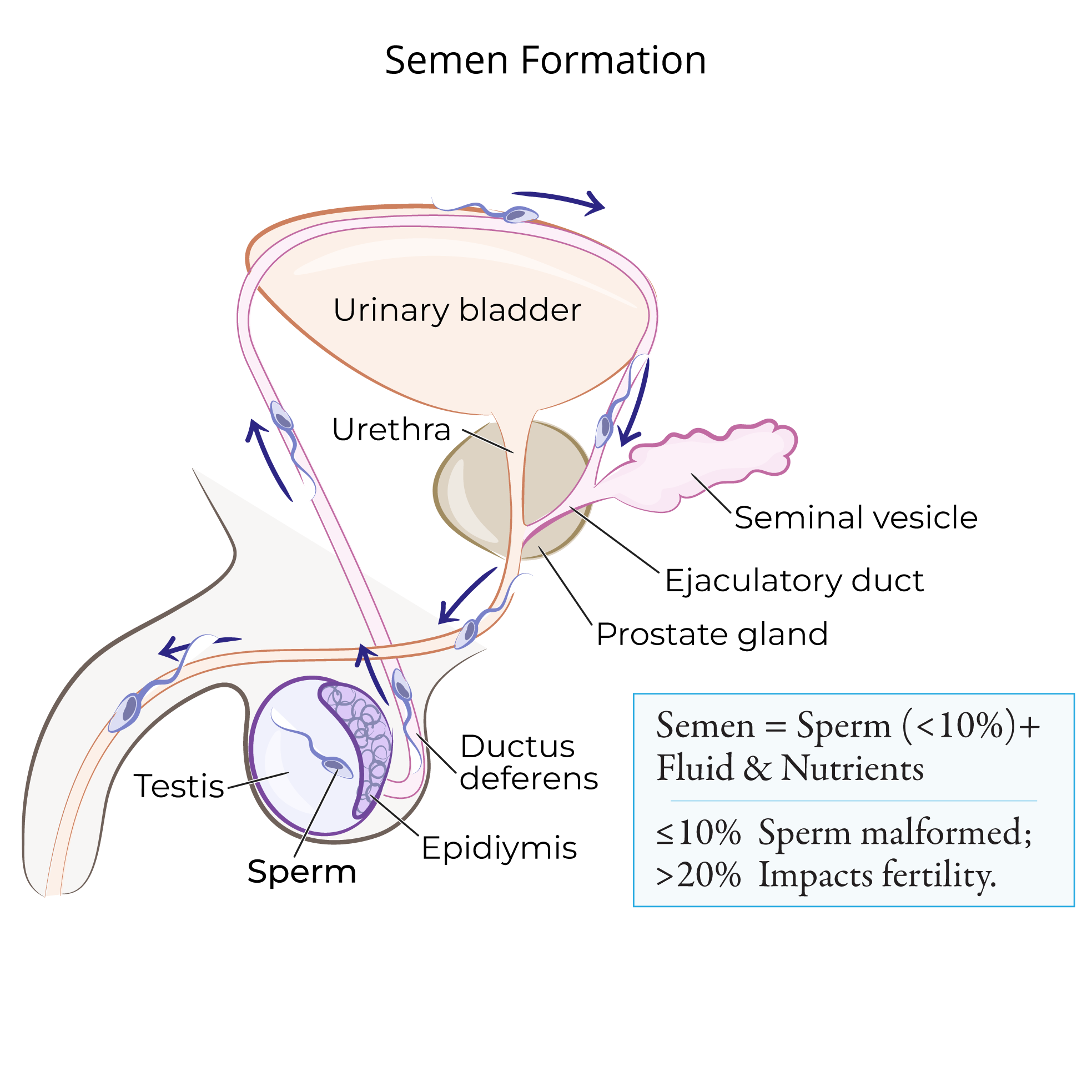 Gamete Transport & Fertilization