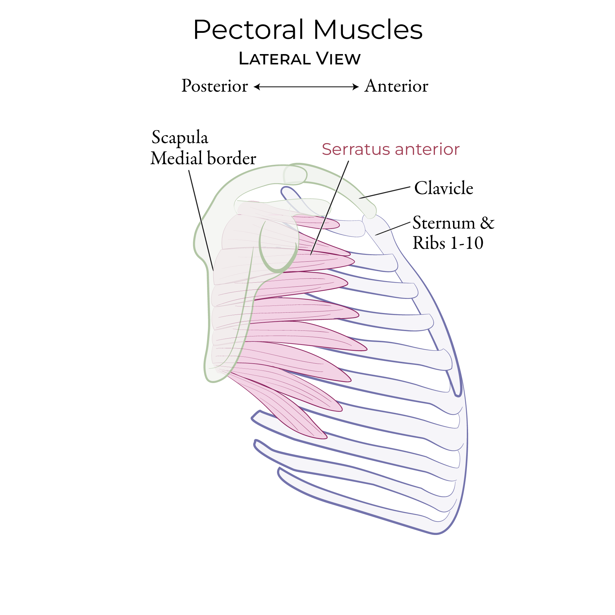 Pectoral & Axillary Muscles