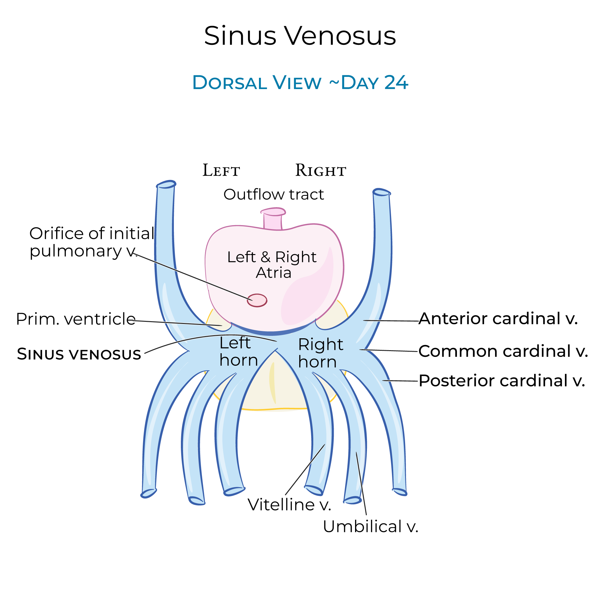 Sinus Venosus