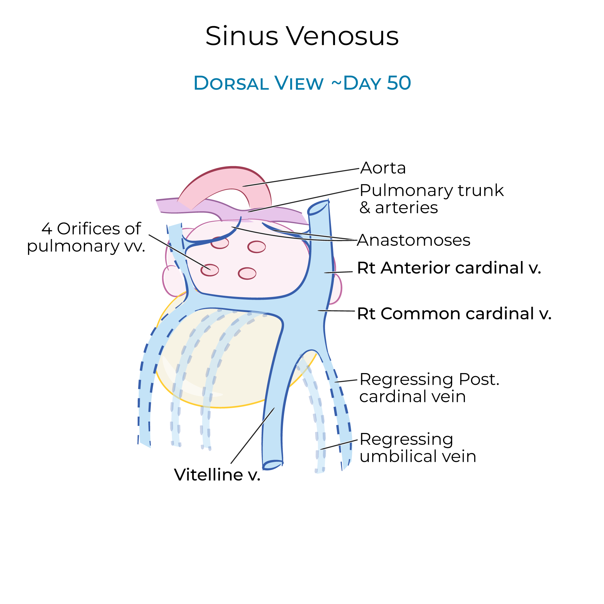 Sinus Venosus