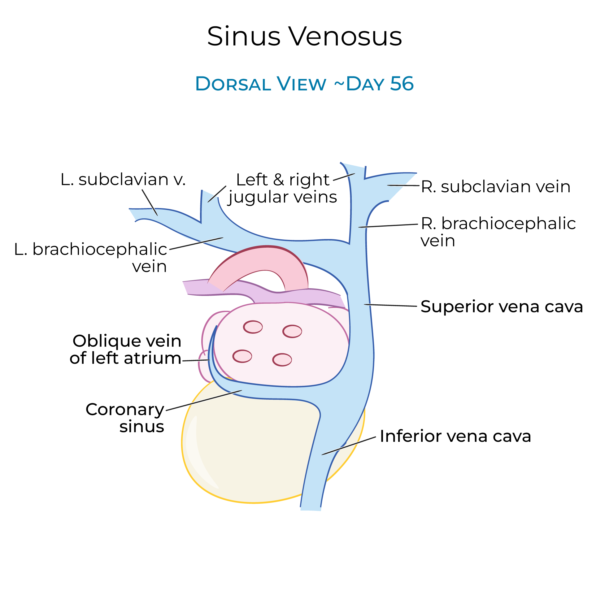 Sinus Venosus