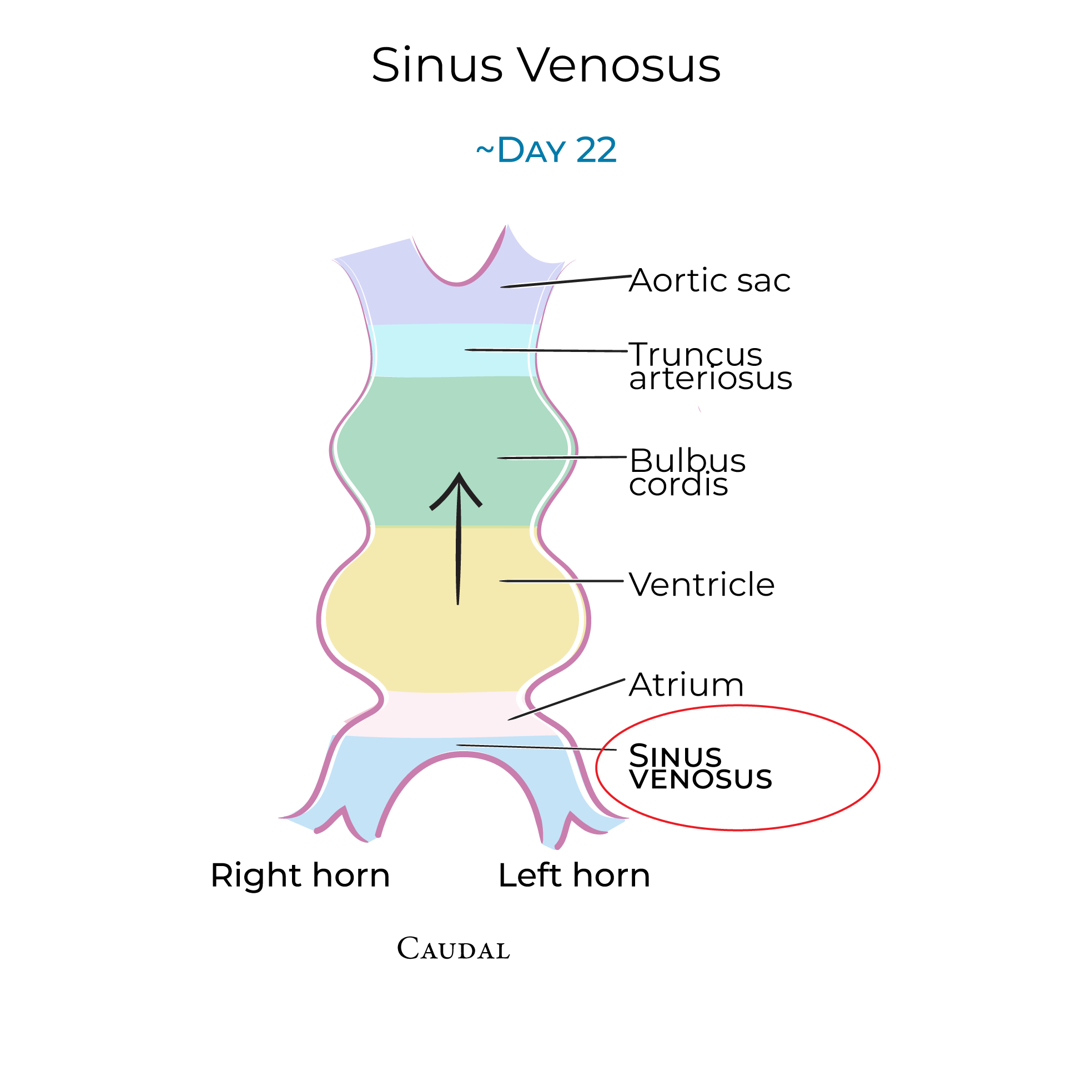 Sinus Venosus