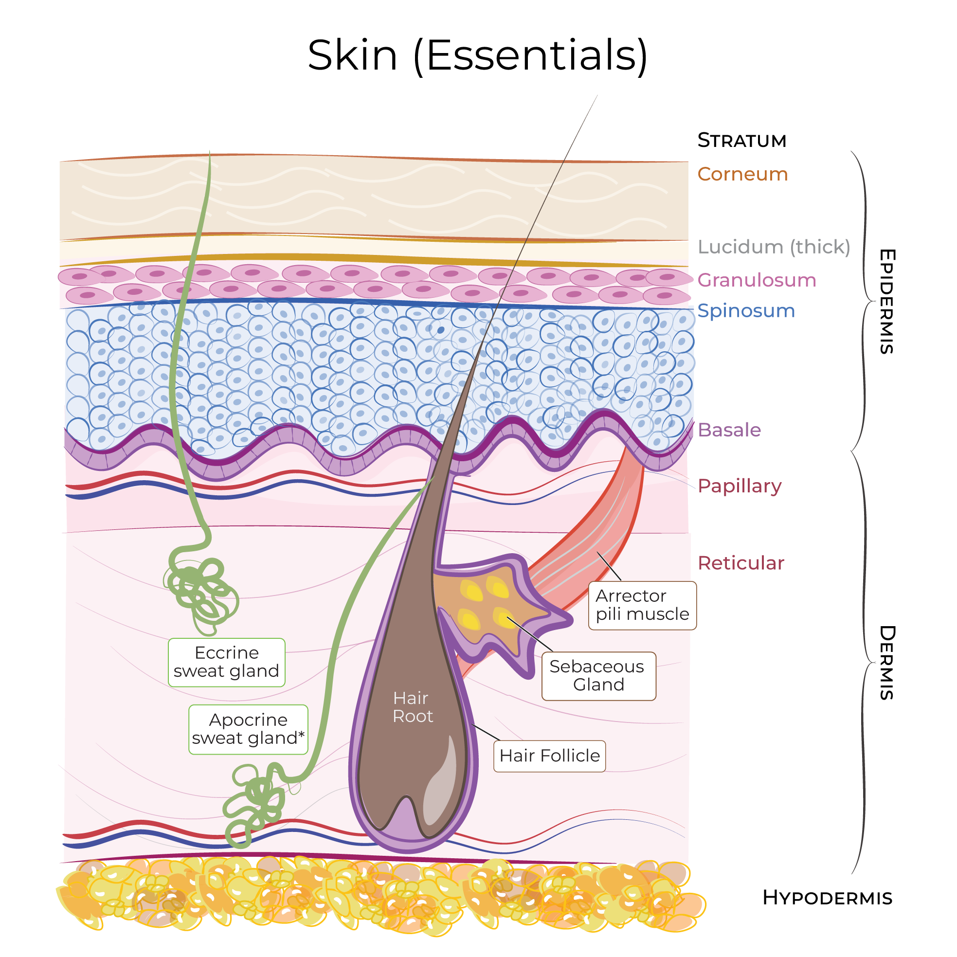 Integument (skin)