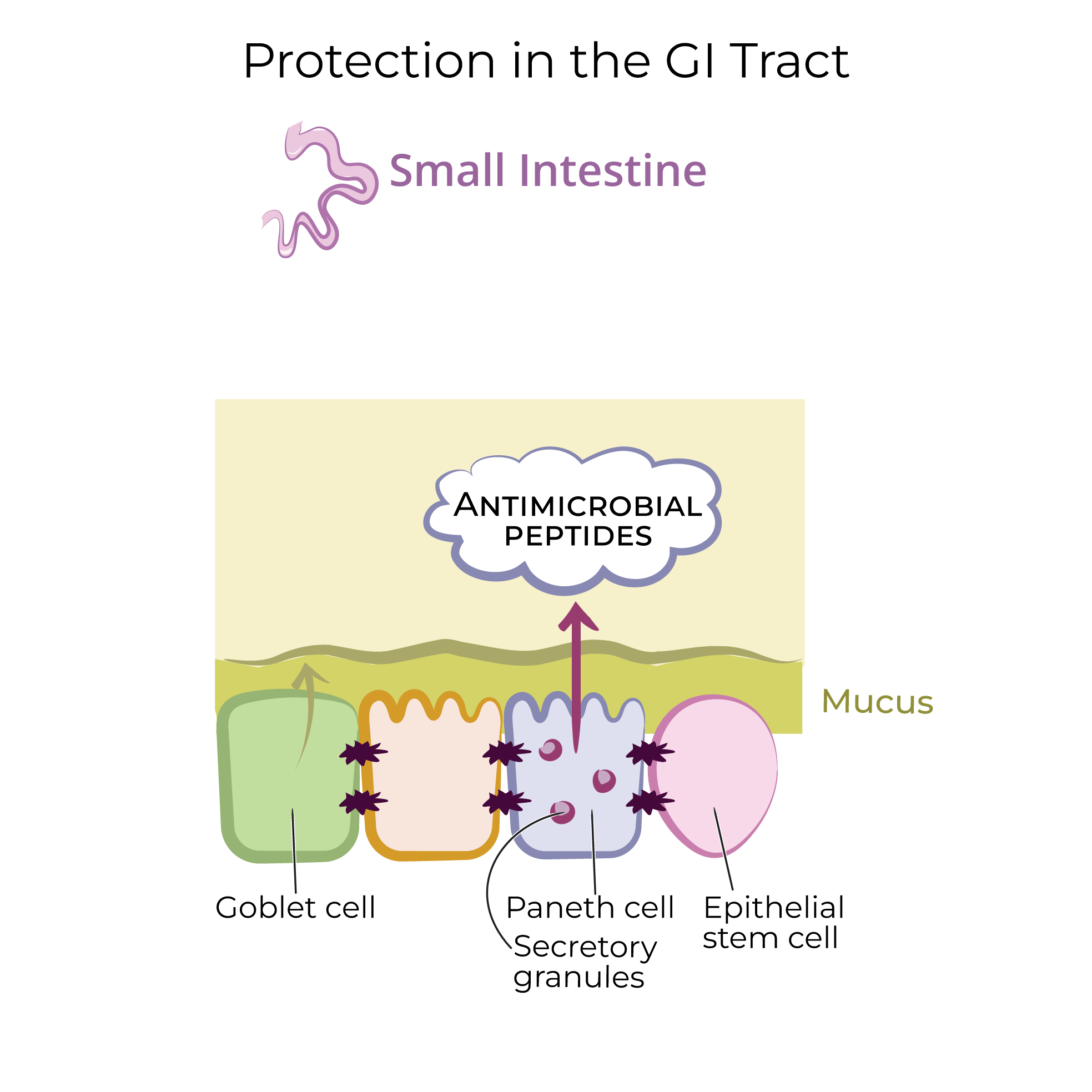 Protection in the GI Tract