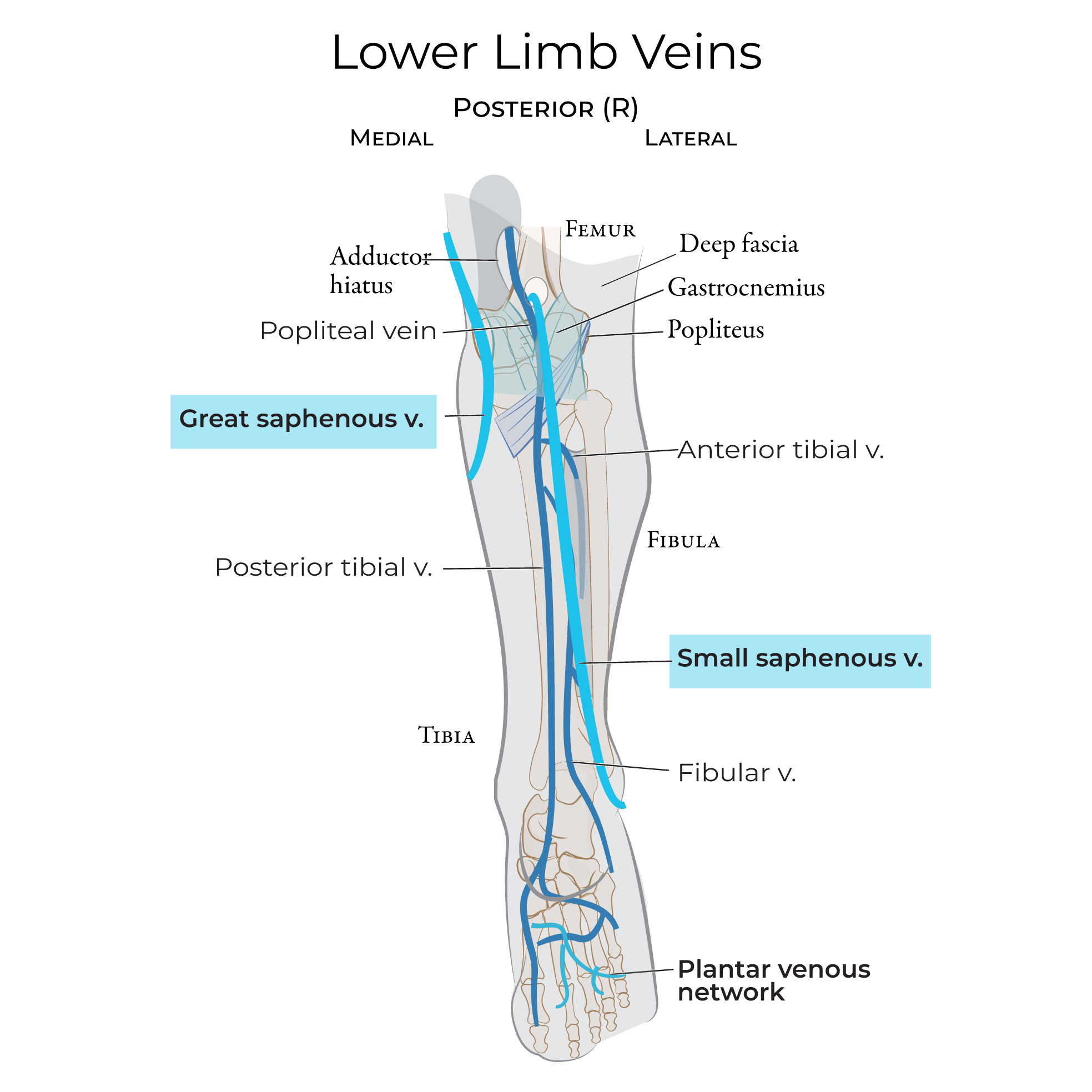 Veins - Lower Extremity