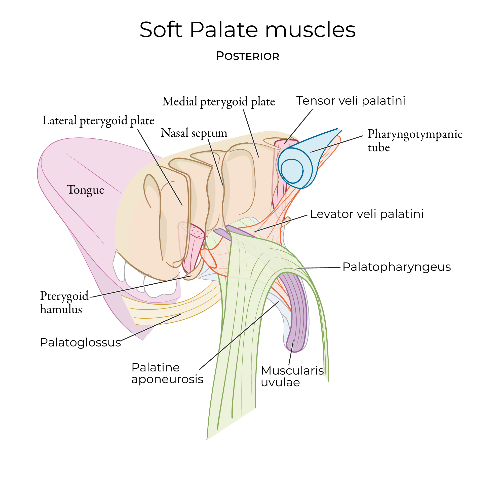 Soft Palate
