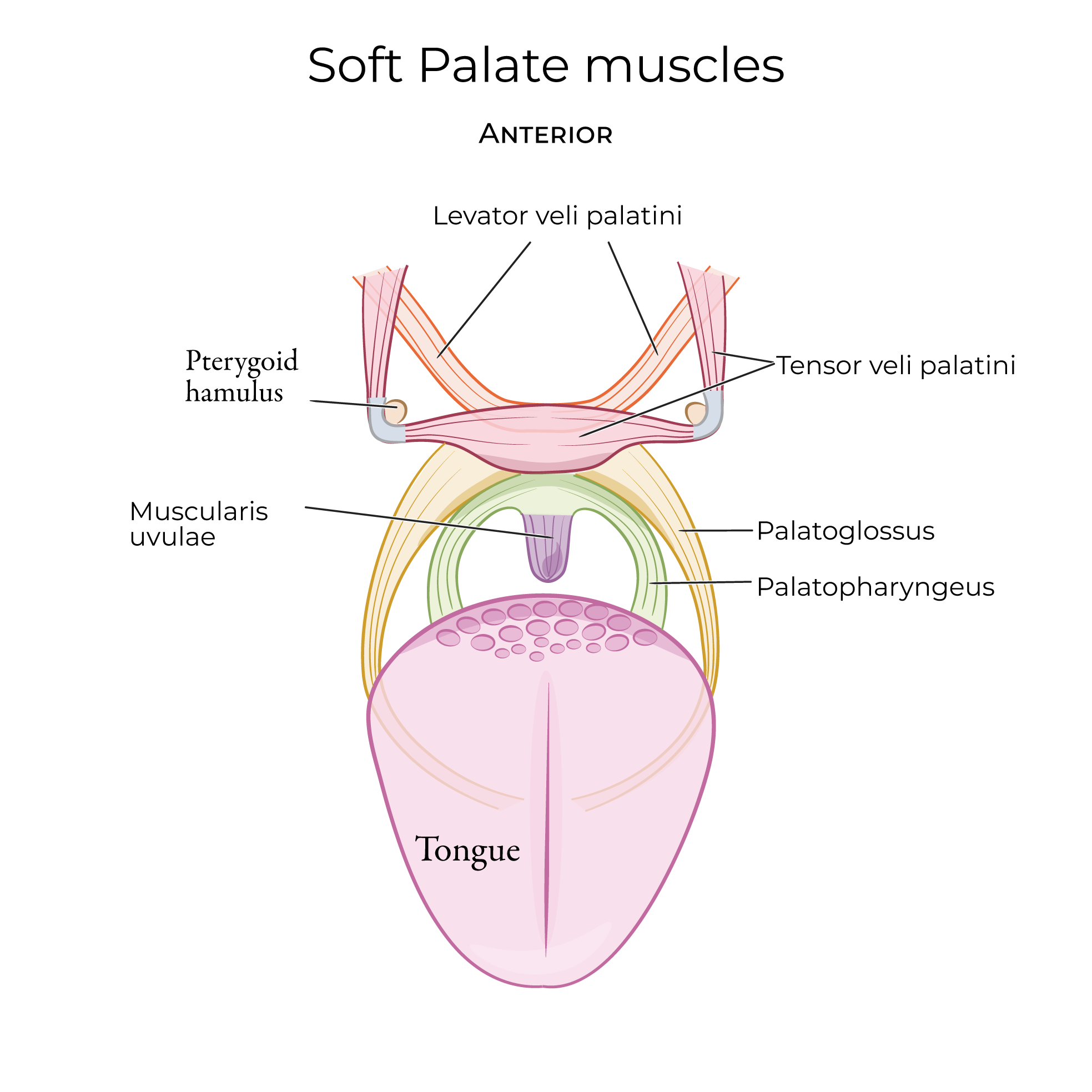 Soft Palate