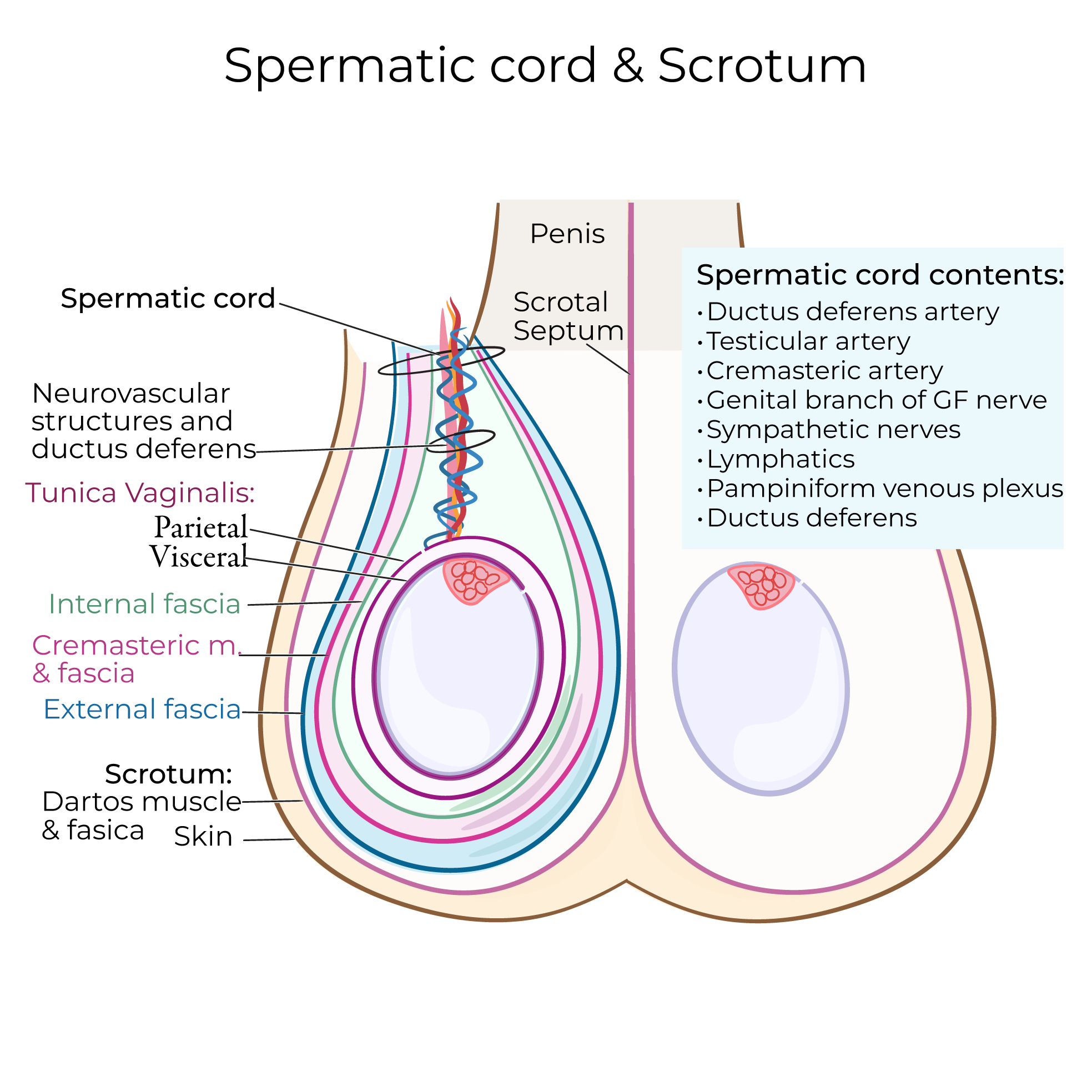 Gross Anatomy Glossary Spermatic Cord And Scrotum Ditki Medical Gross Anatomy Glossary Spermatic Cord And Scrotum Ditki Medical