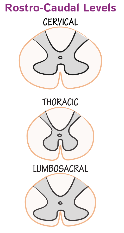 Spinal Cord: Levels