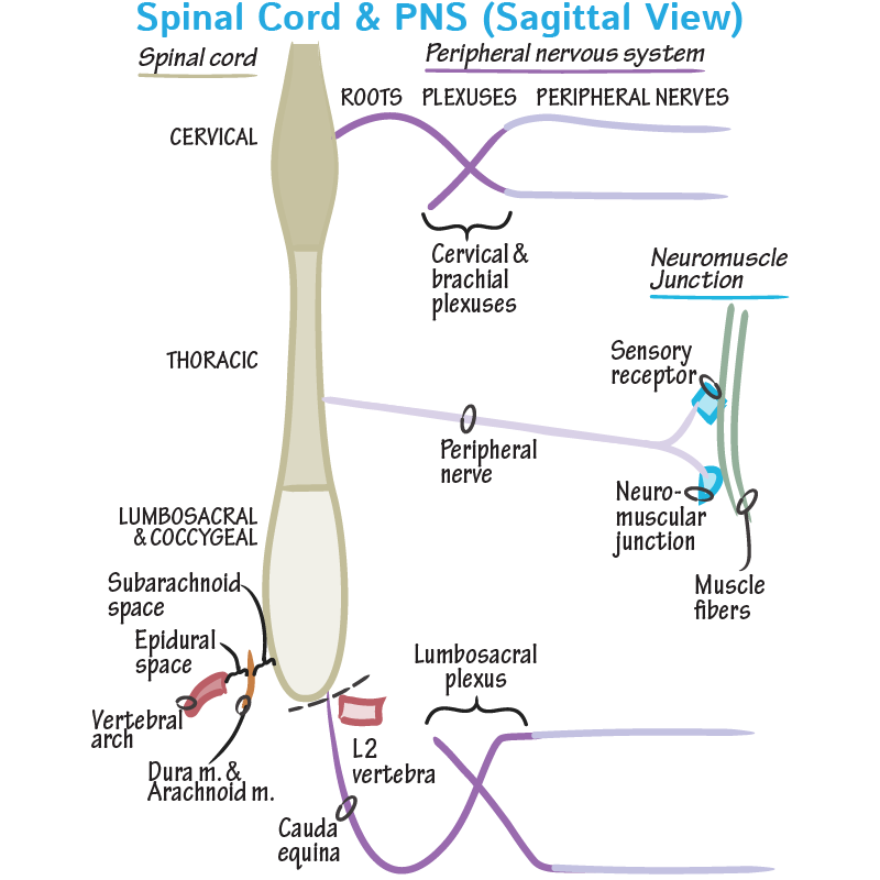 Spinal Cord & PNS