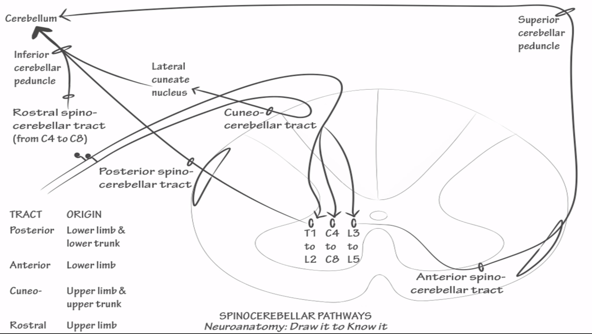 Spinocerebellar Pathways