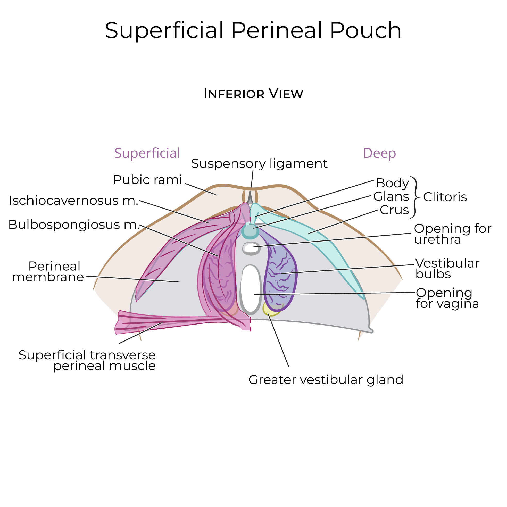 Vulva and Superficial Perineal Pouch