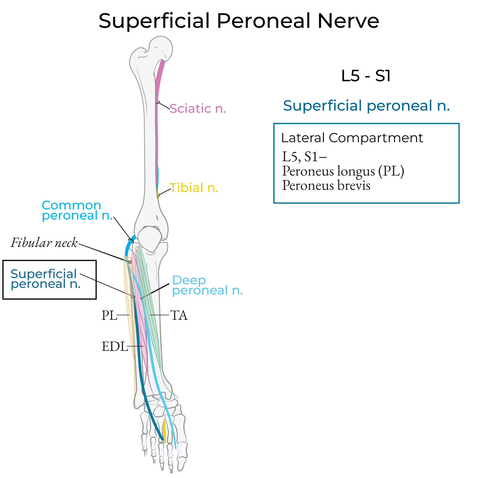 Superficial peroneal nerve