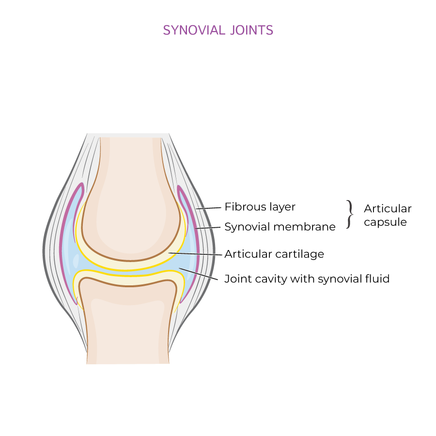 Articulations (Joints)