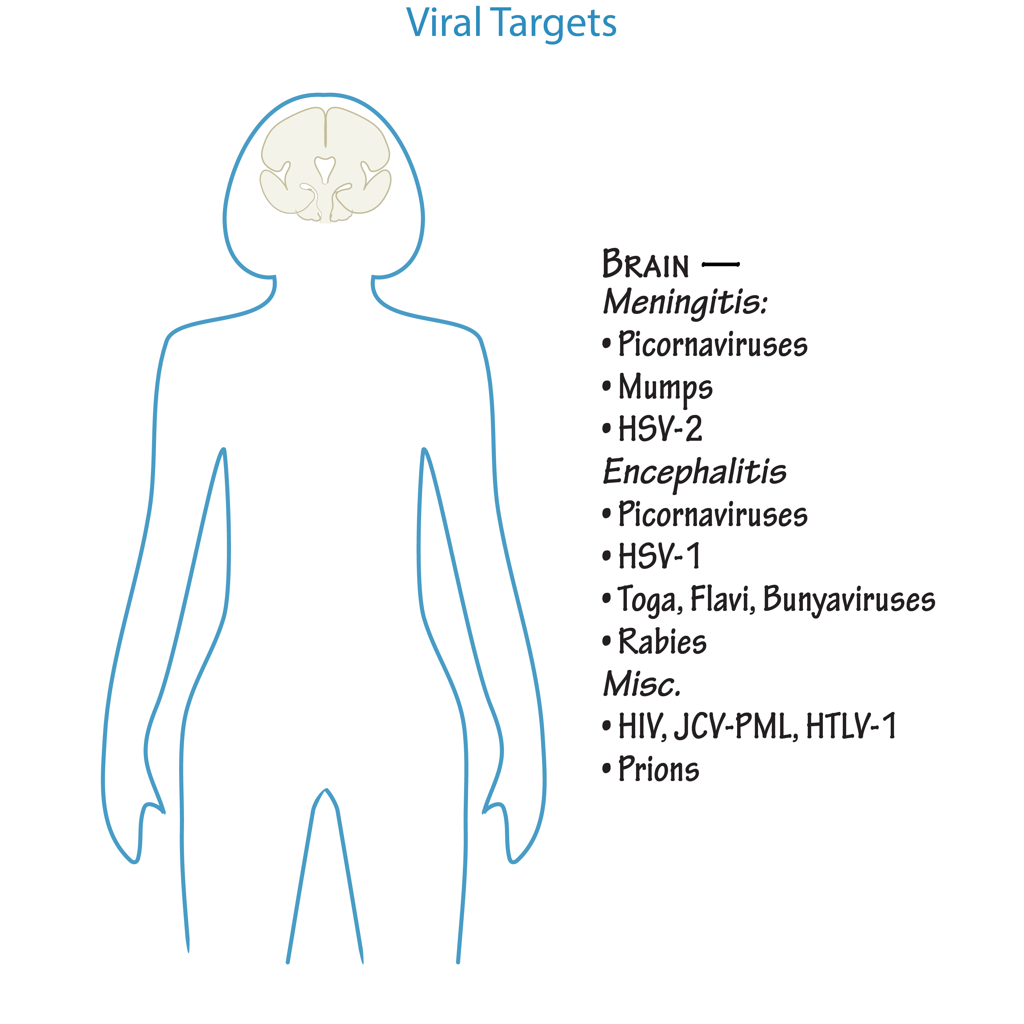 Target Tissues of Viruses