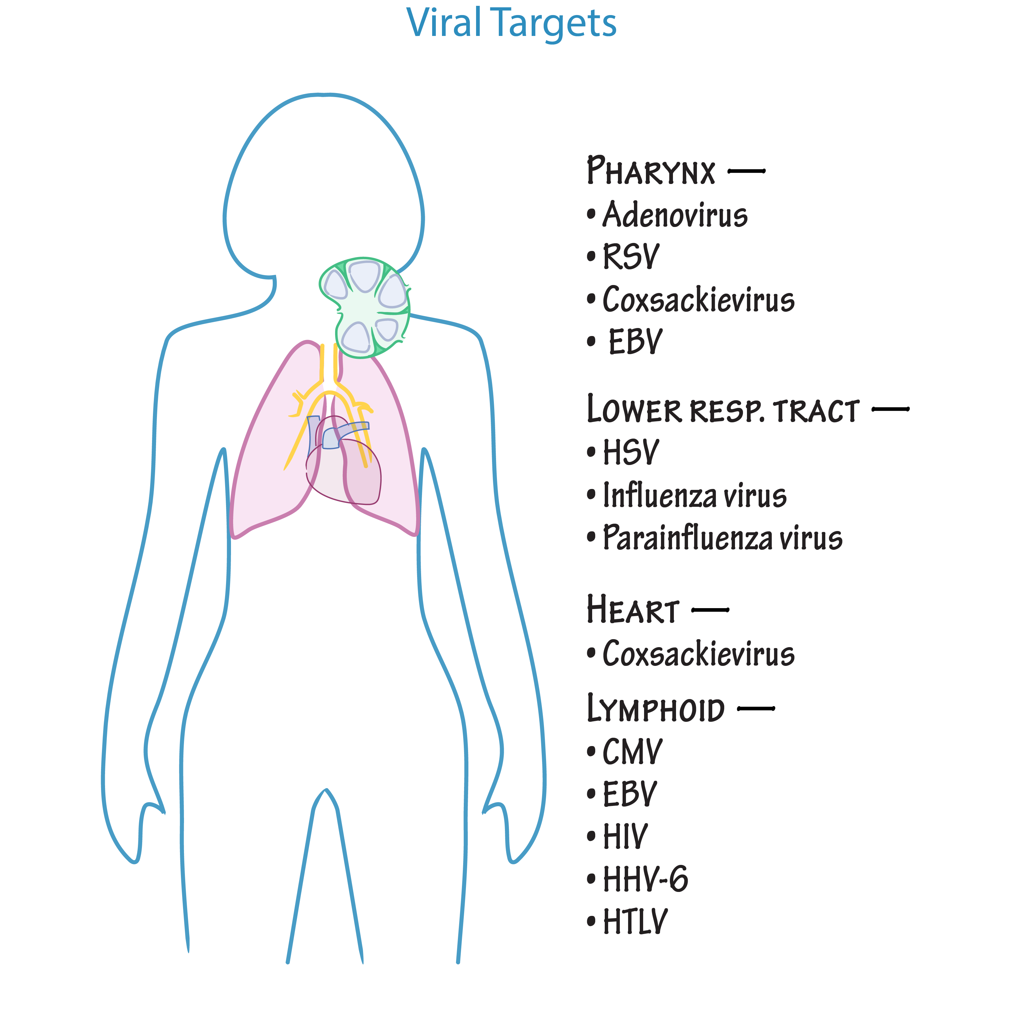 Target Tissues of Viruses