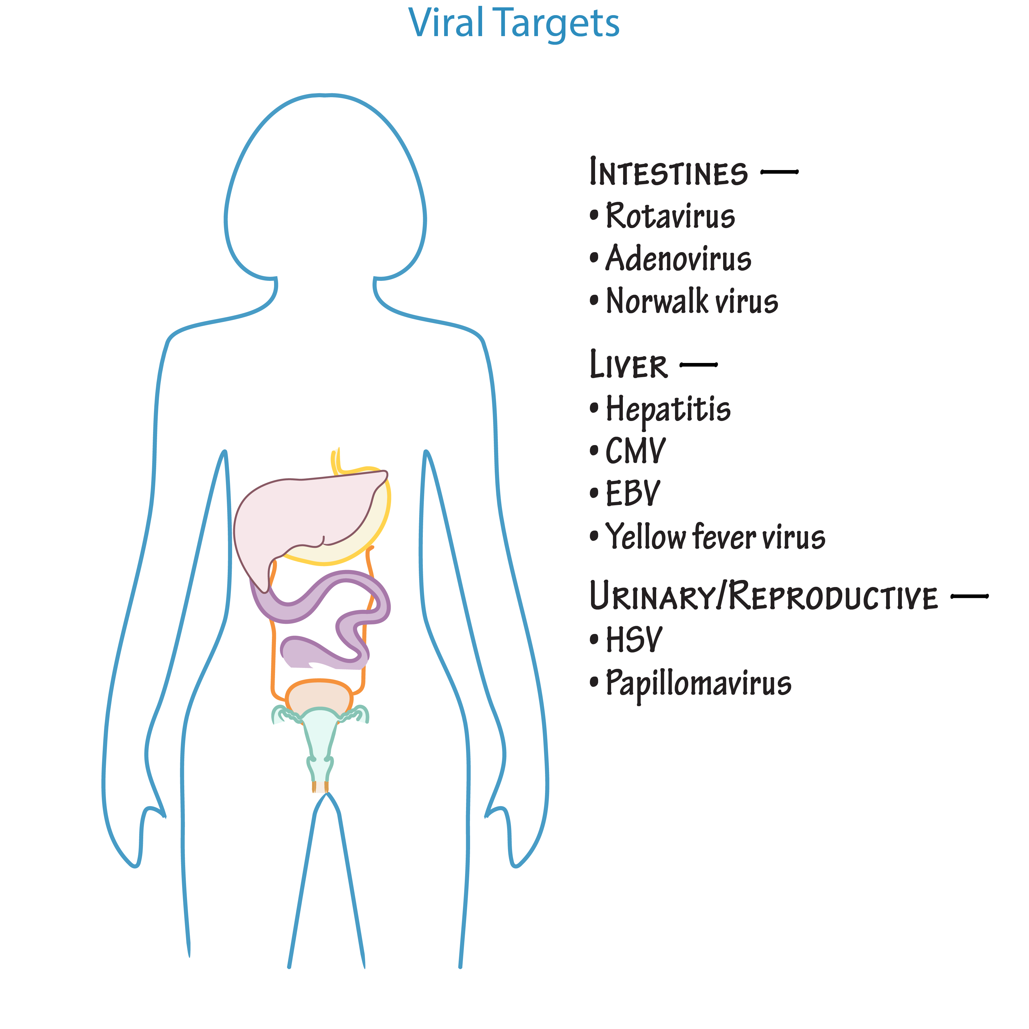 Target Tissues of Viruses