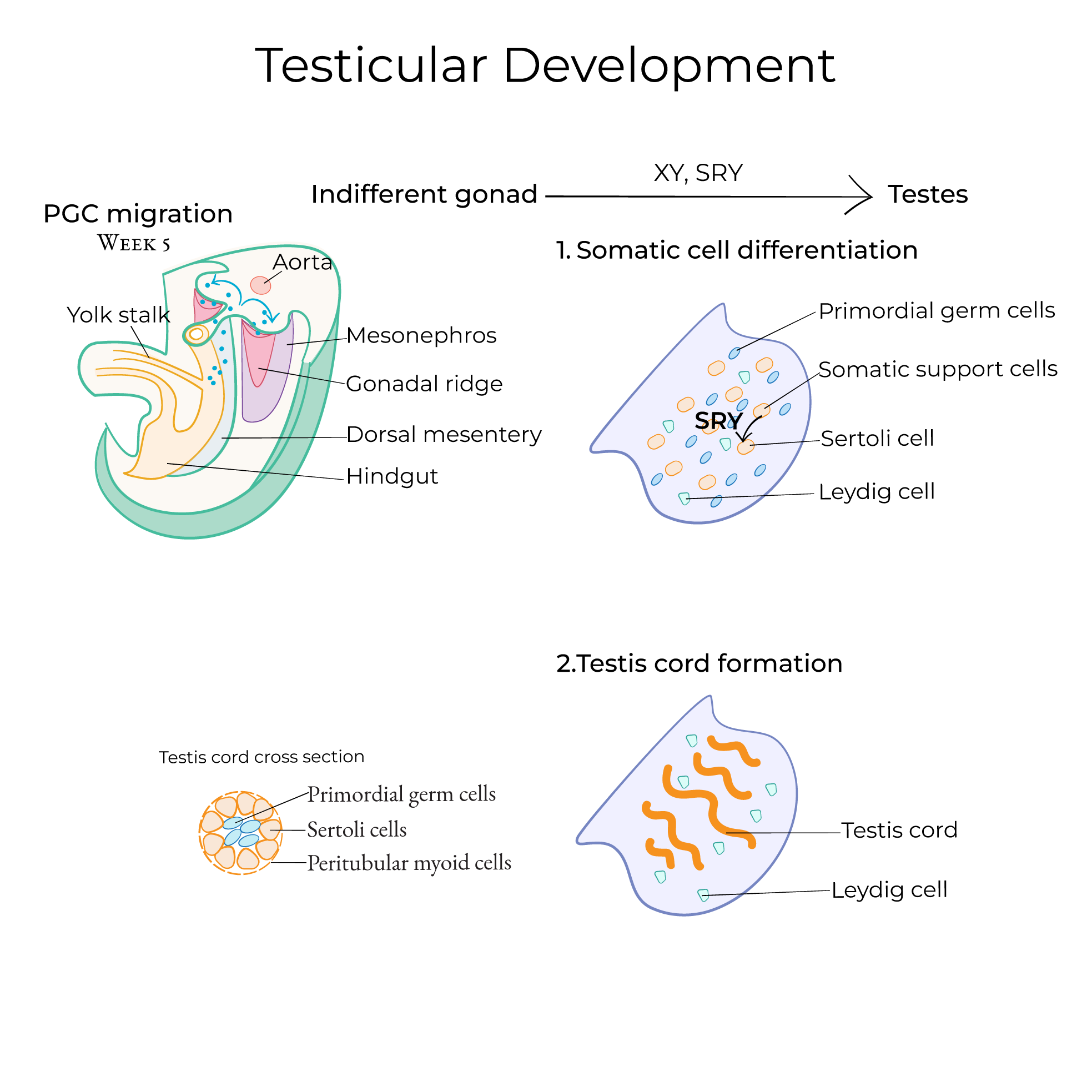 Testes and Supportive Tract Development