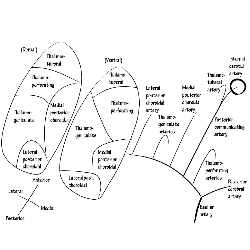 Thalamic Arteries