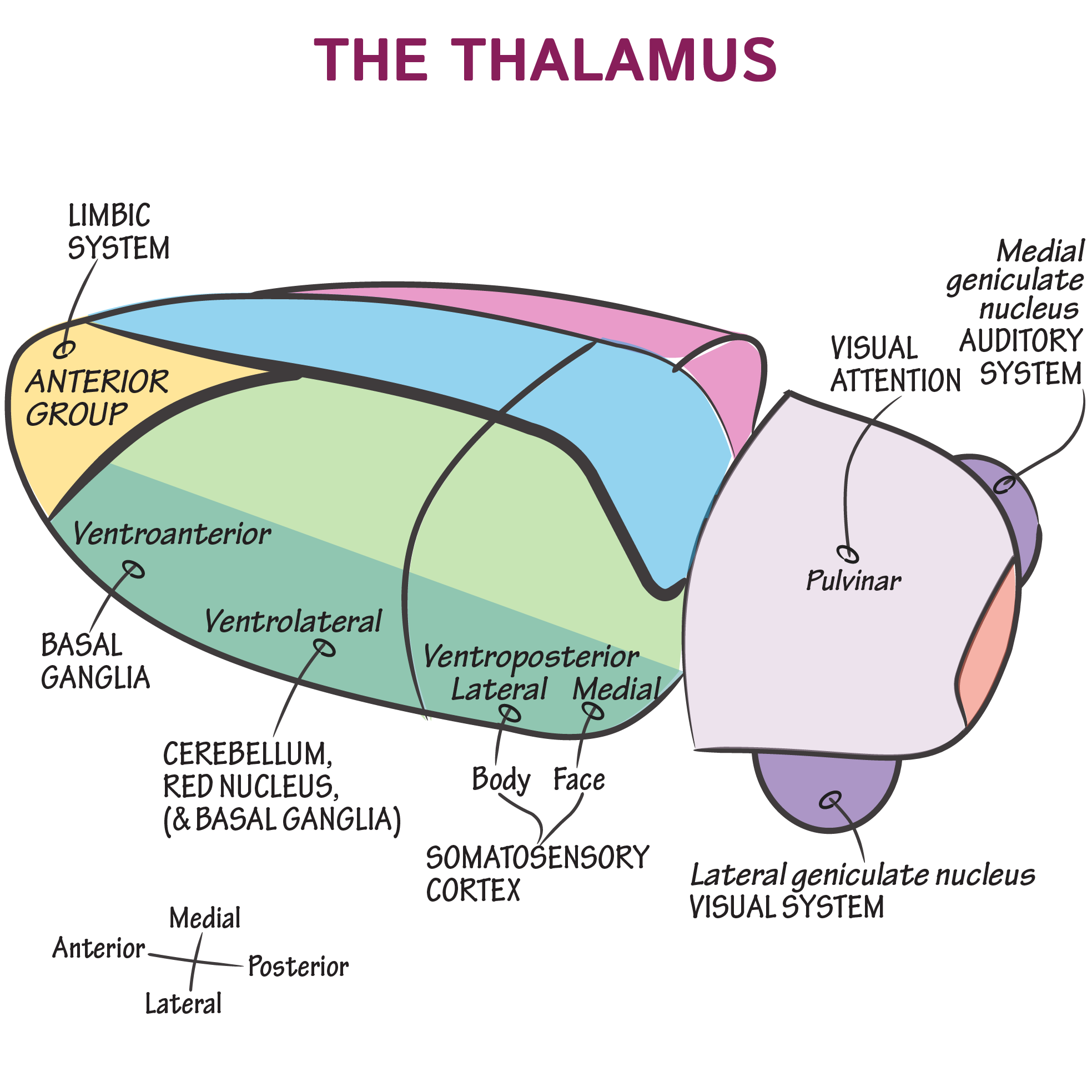 Thalamus Anatomy And Function