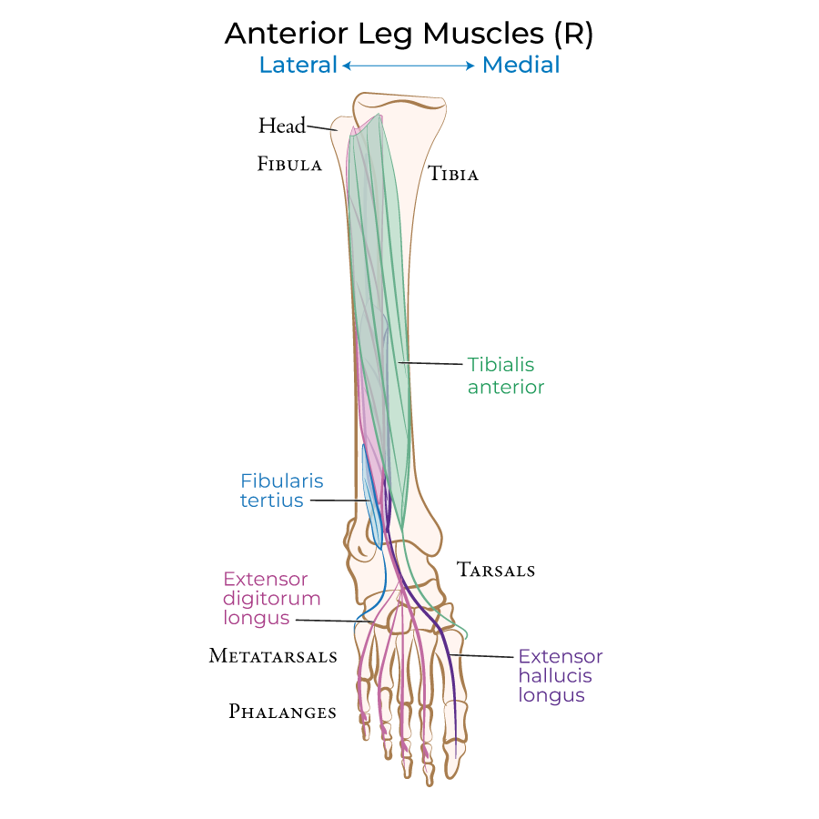 Leg - Anterior