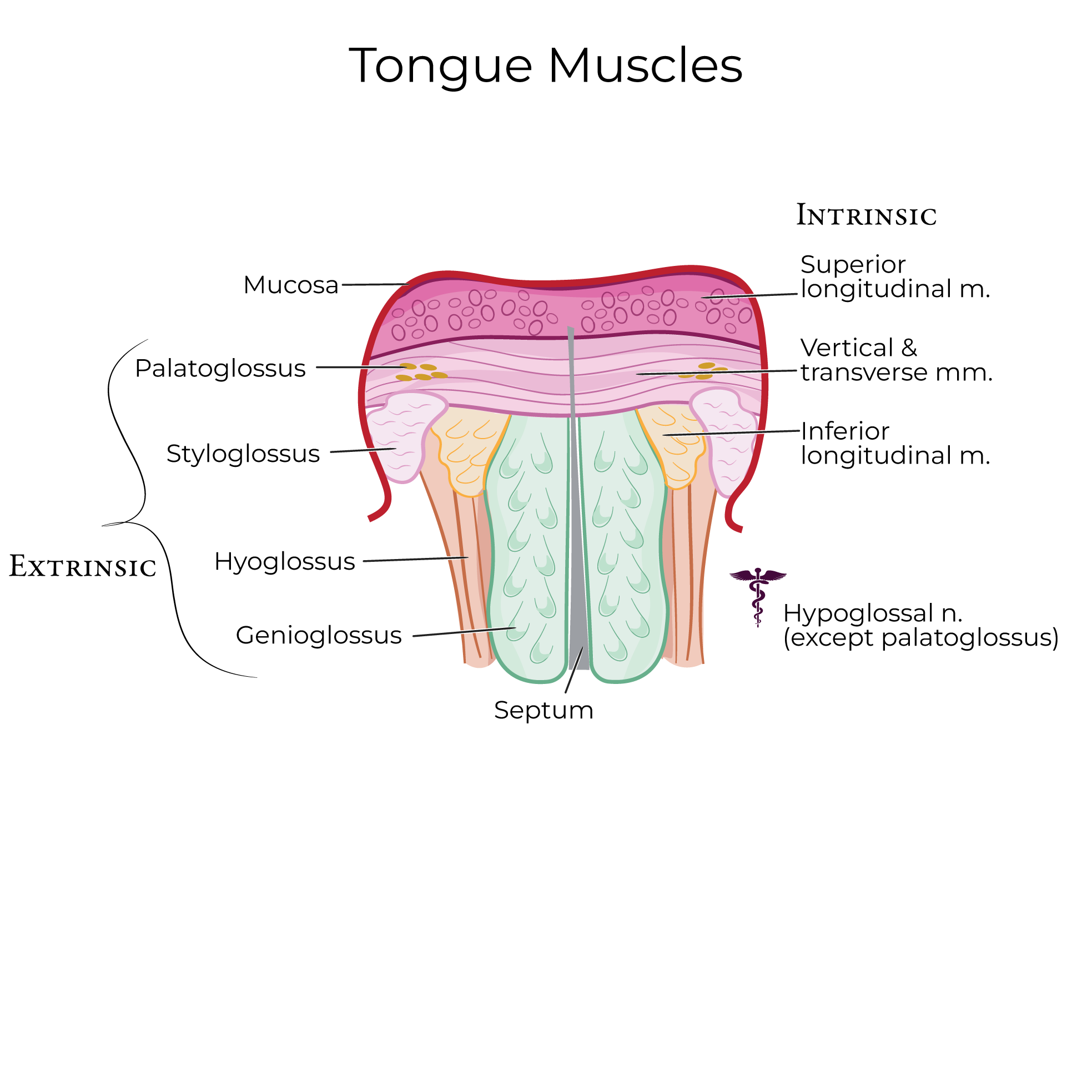Oral Cavity