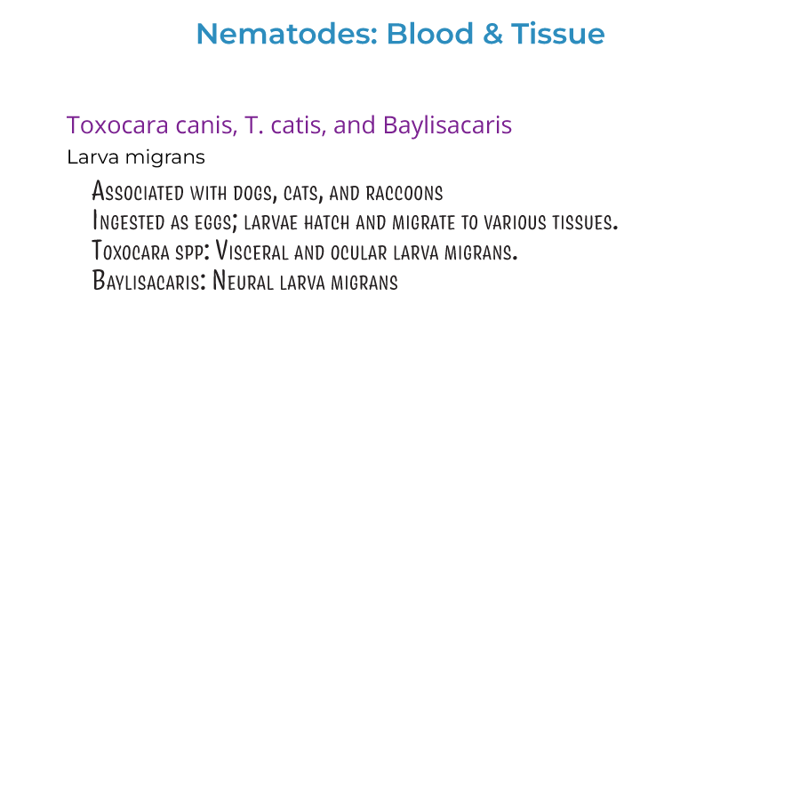 Nematodes - Blood & Tissue Infections