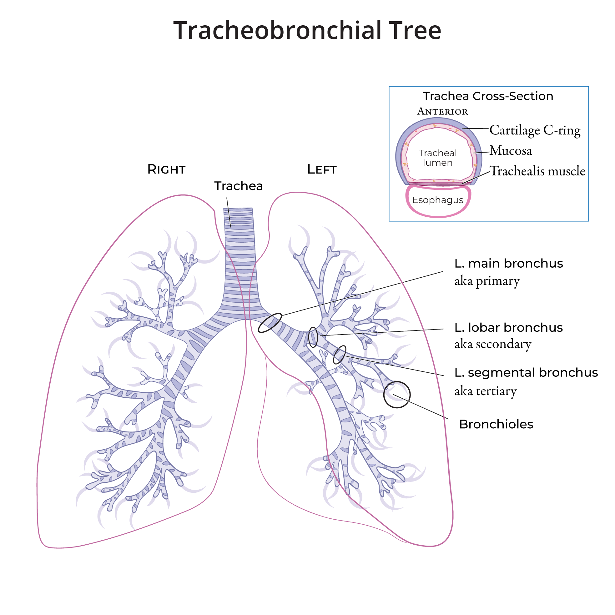 Tracheobronchial Tree