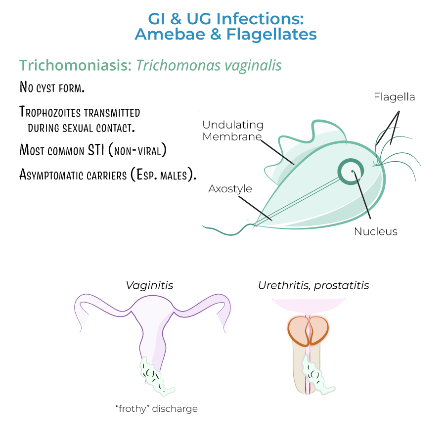 Amebae & Flagellates: Gastrointestinal & Urogenital Infections