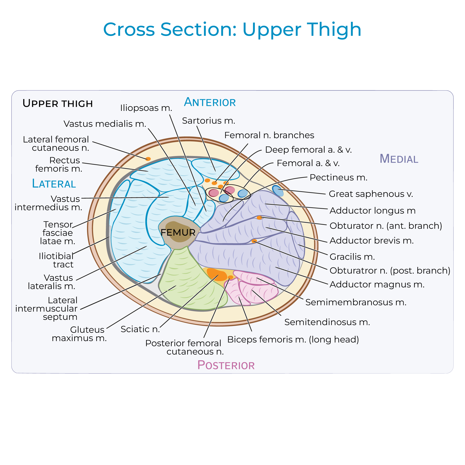 Thigh - Cross Section