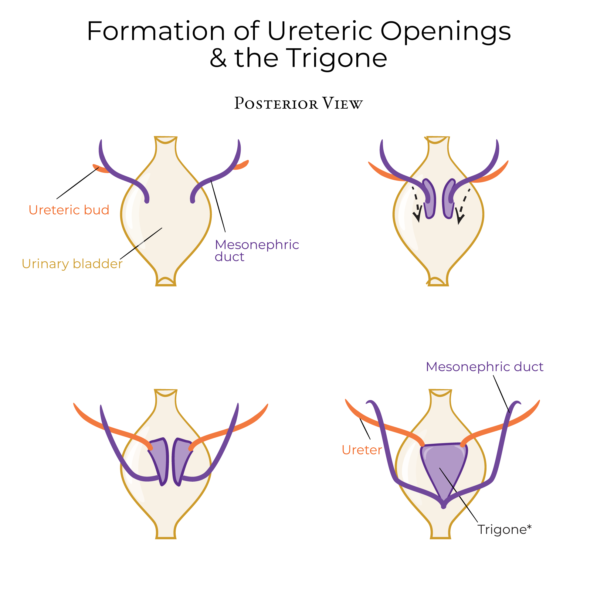 Formation of Ureteric Openings and the Trigone