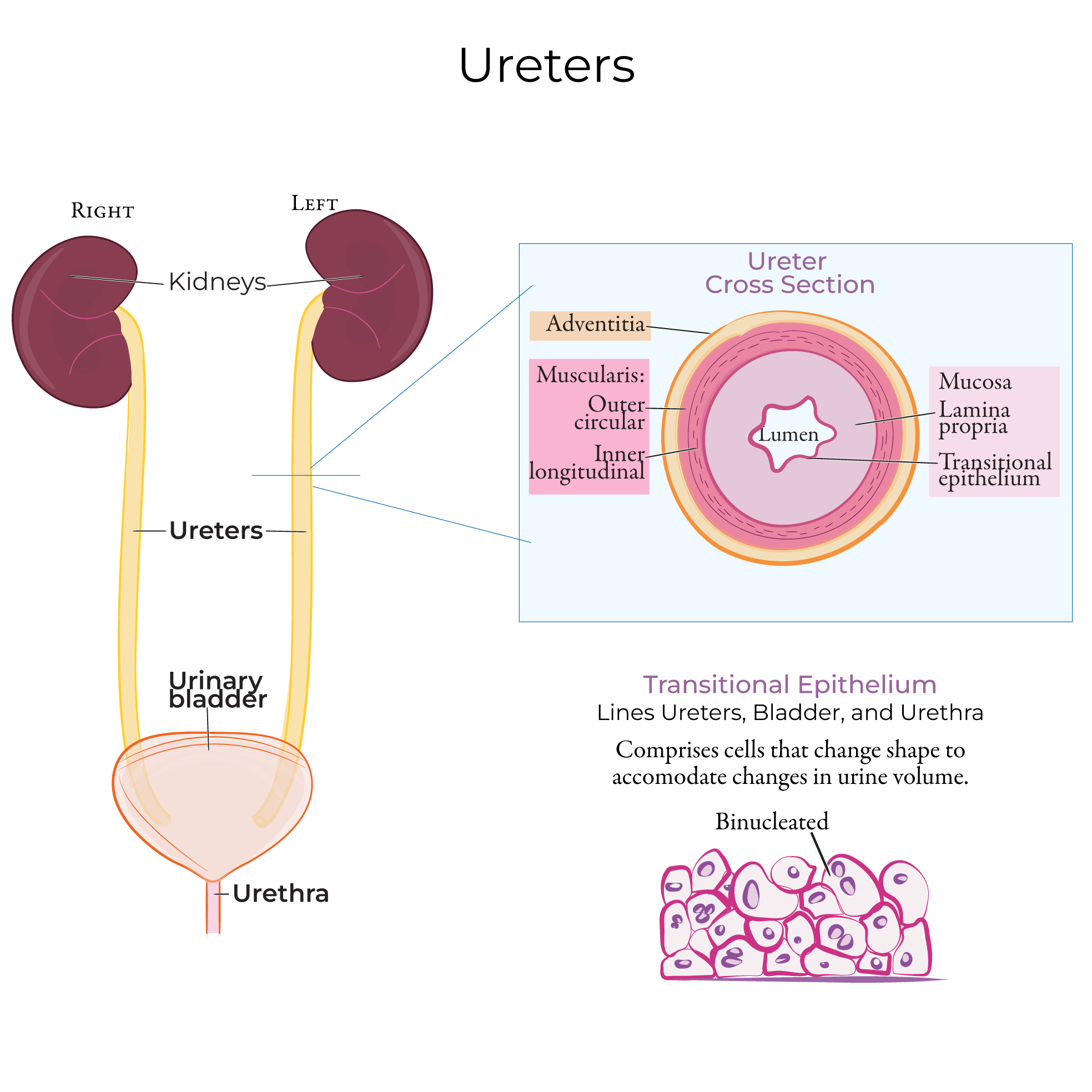 Ureter