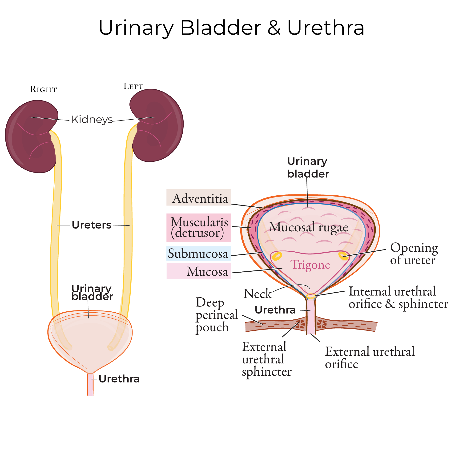 Urinary Bladder