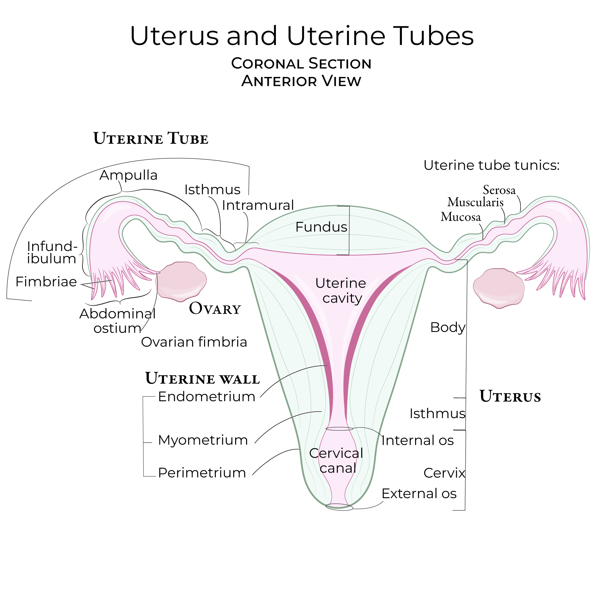 Uterus & Uterine Tubes