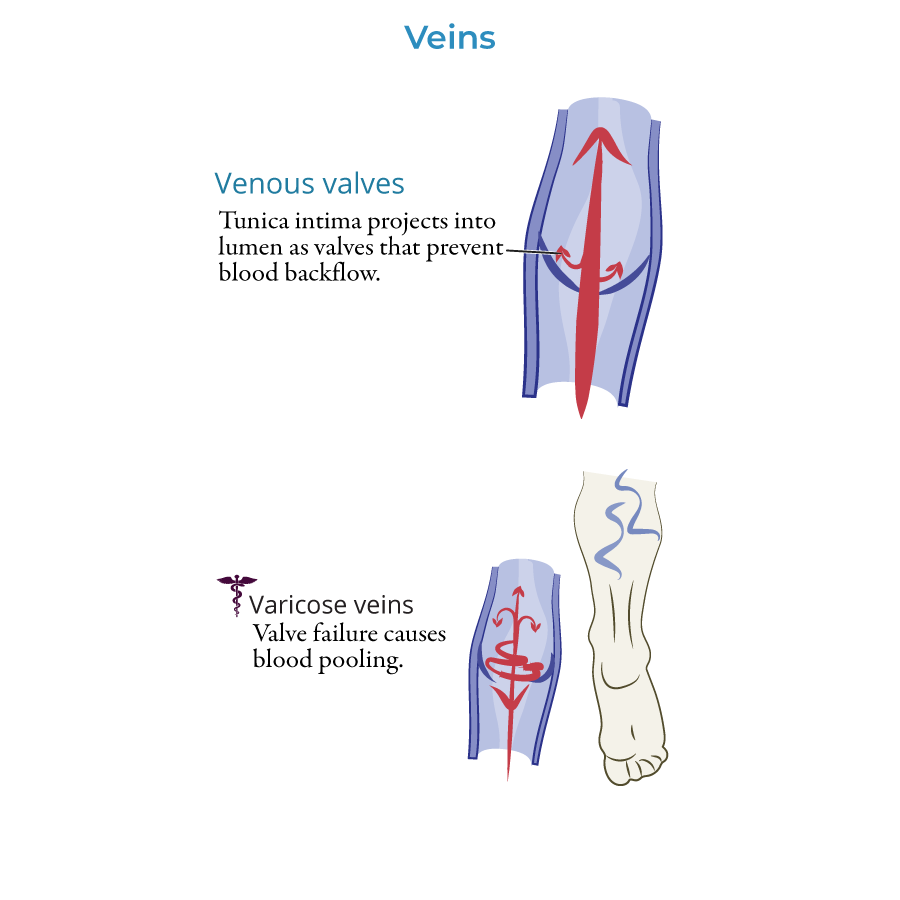 Vein Histology