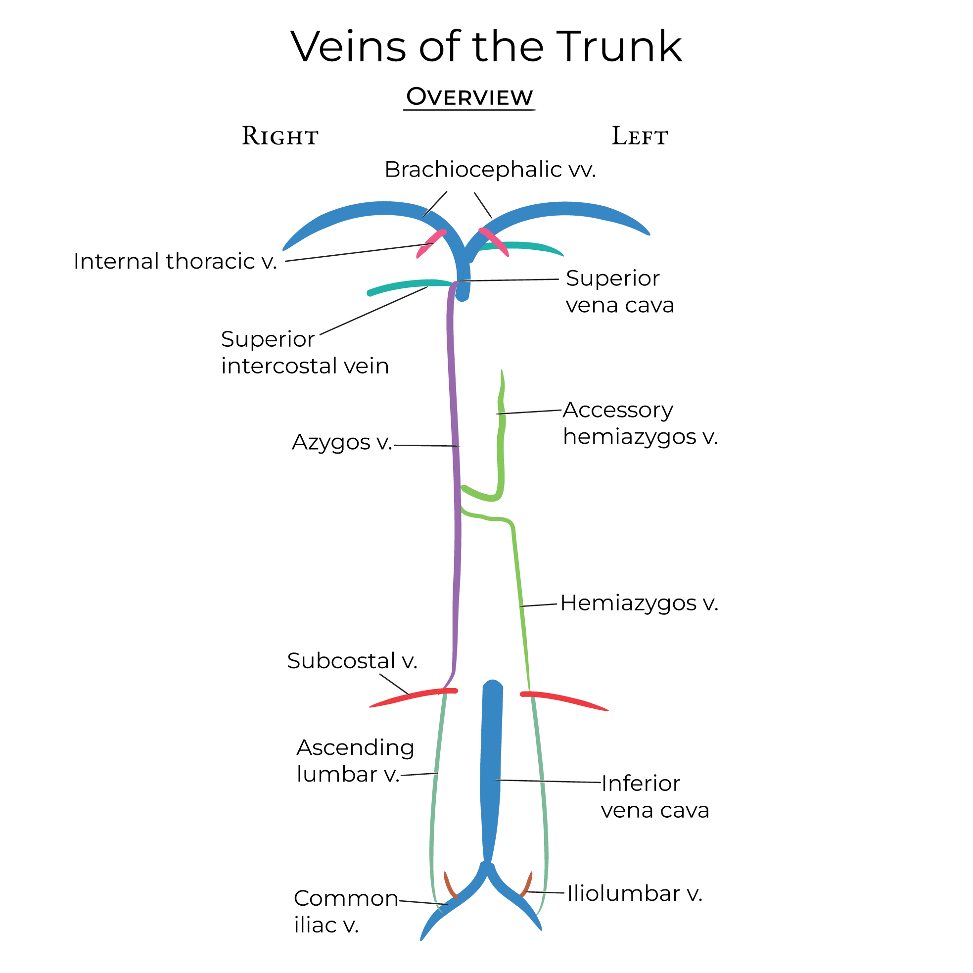 Veins - Trunk & Abdominal Walls