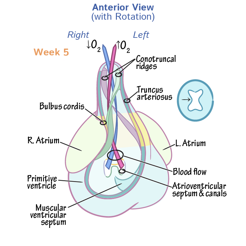 Ventricular Septation & Outflow Tract Division