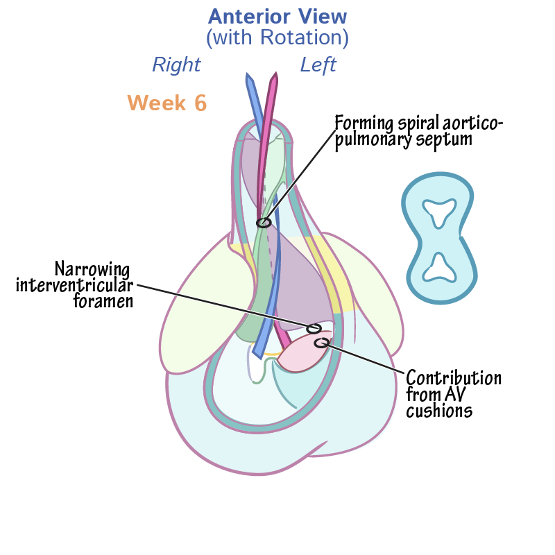 Ventricular Septation & Outflow Tract Division