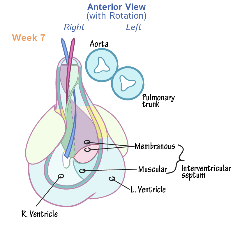Ventricular Septation & Outflow Tract Division