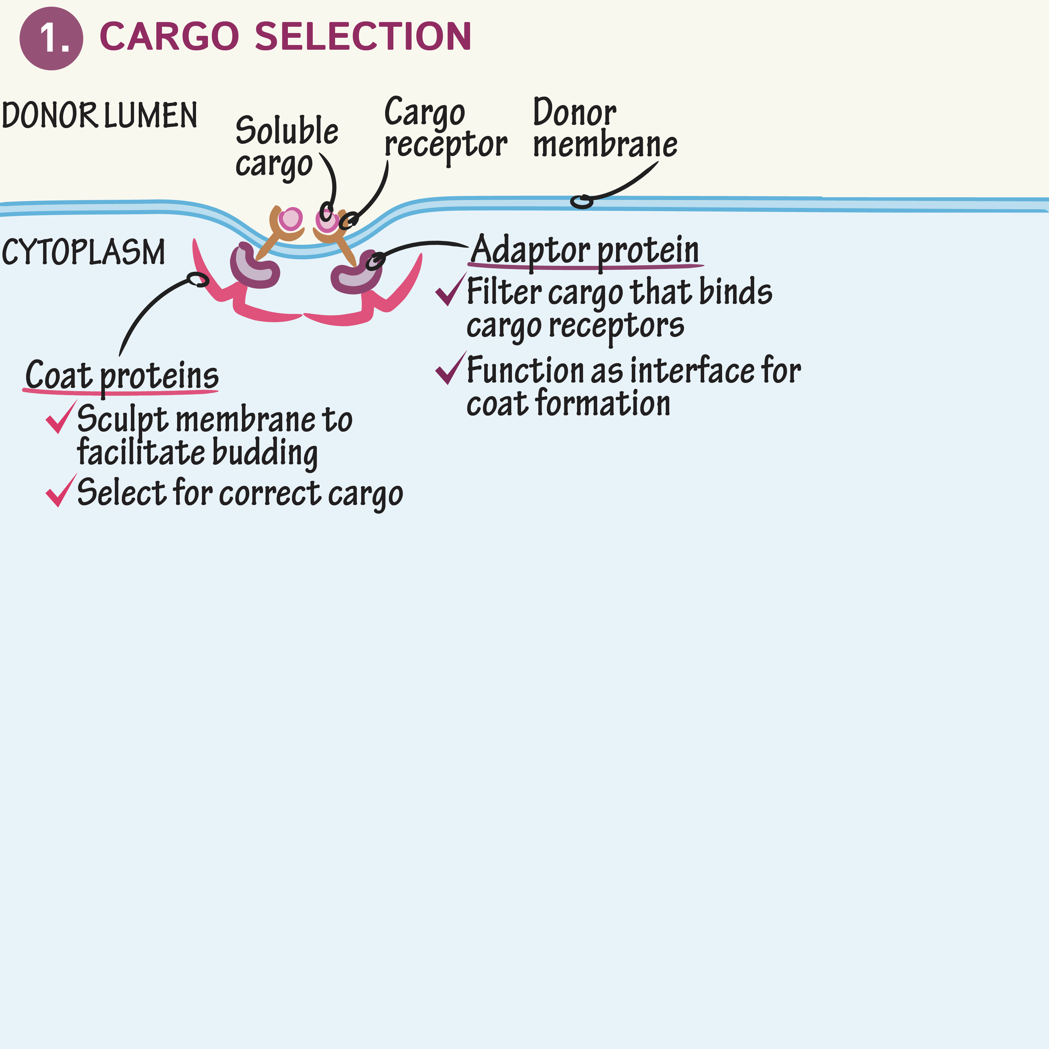 Vesicular Budding & Fusion