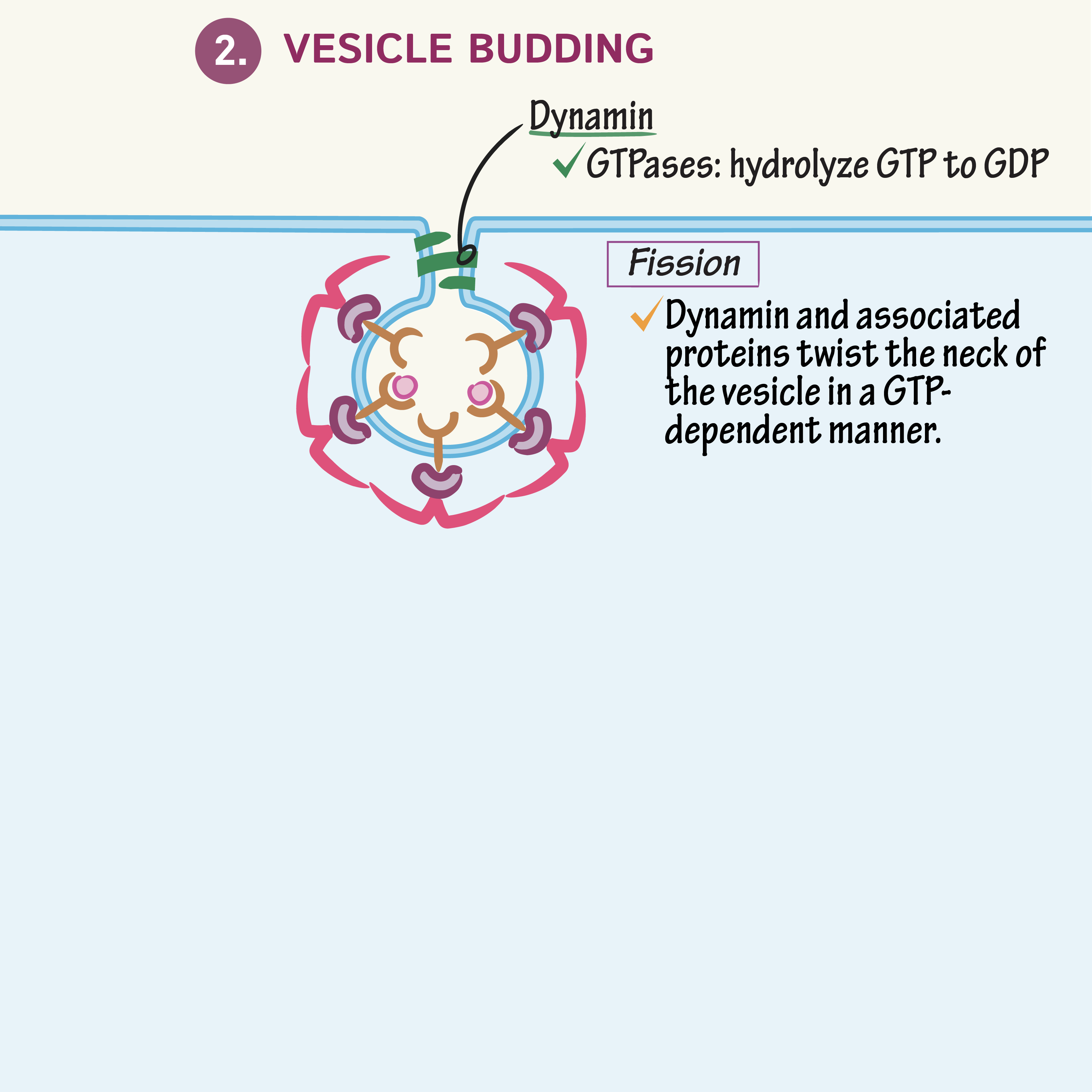 Vesicular Budding & Fusion