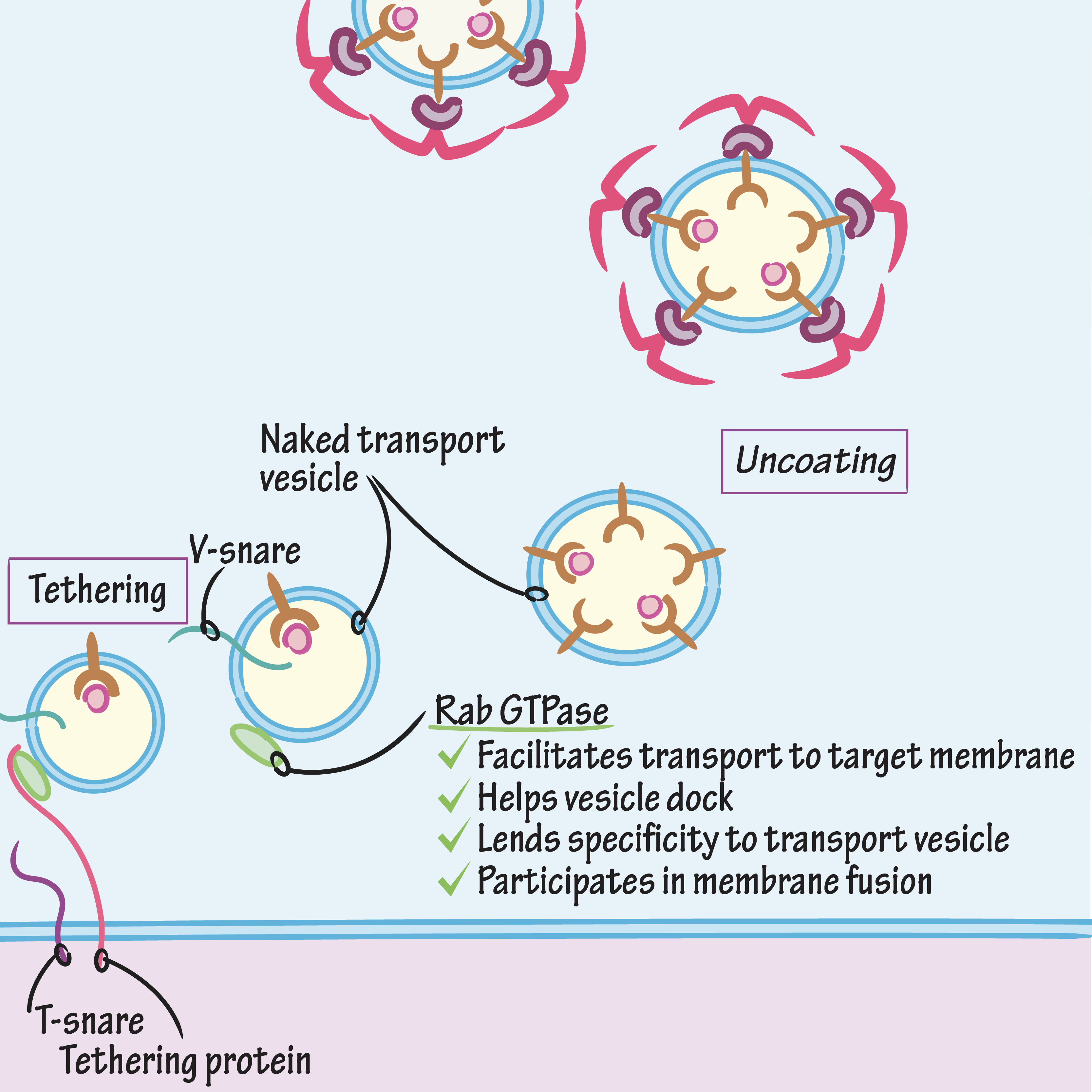 Vesicular Budding & Fusion