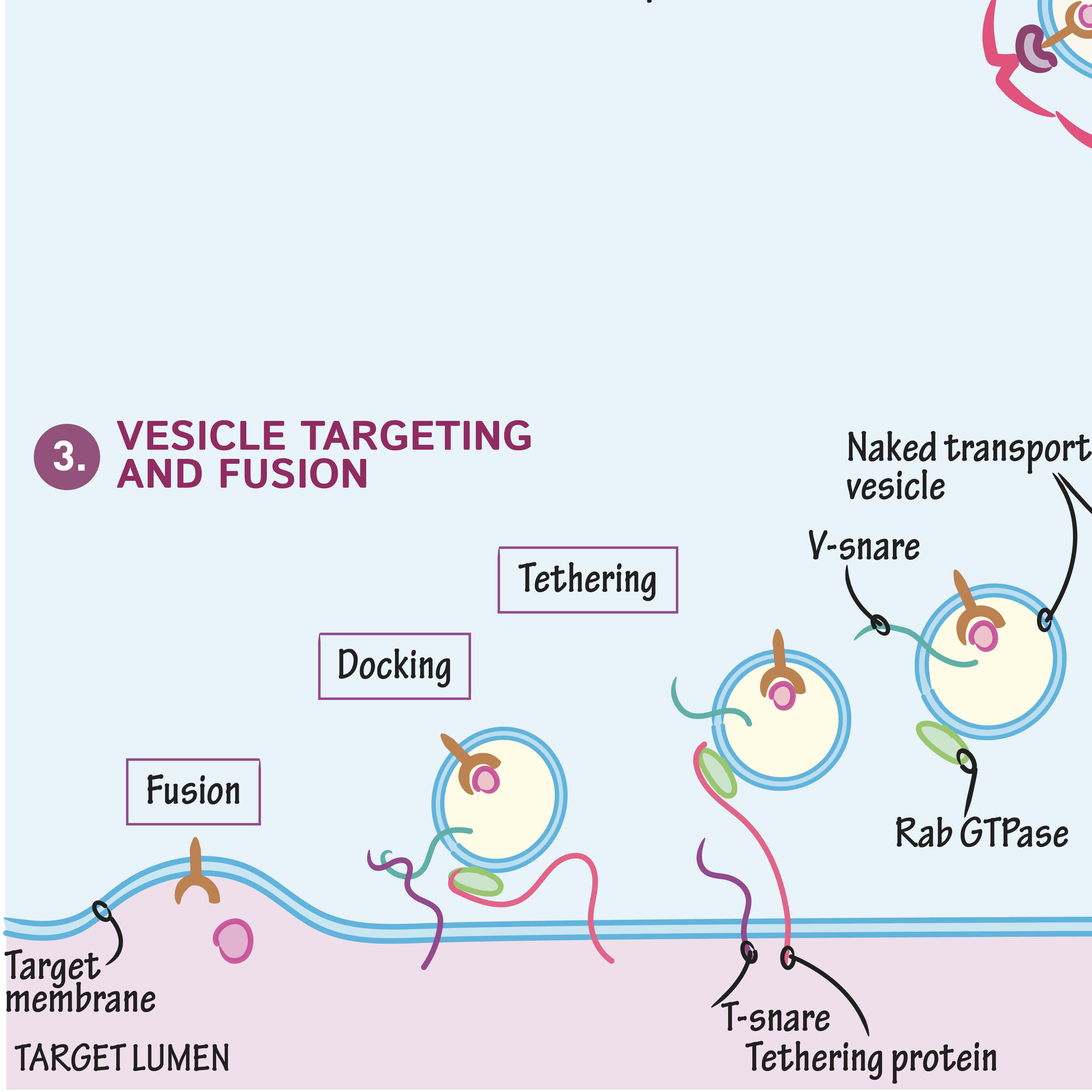 Vesicular Budding & Fusion