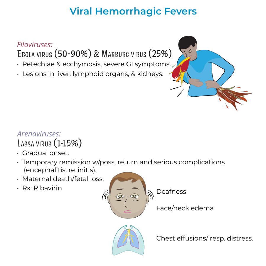 Immunology Microbiology Glossary Viral Hemorrhagic Fevers Ditki Immunology Microbiology Glossary Viral Hemorrhagic Fevers Ditki